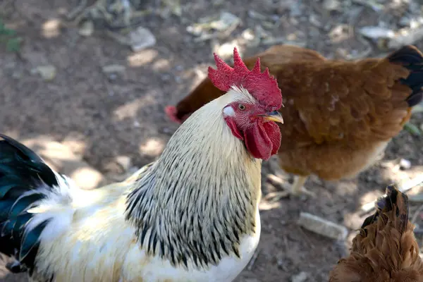 Beyaz ve kırmızı tüylü tavuk.
