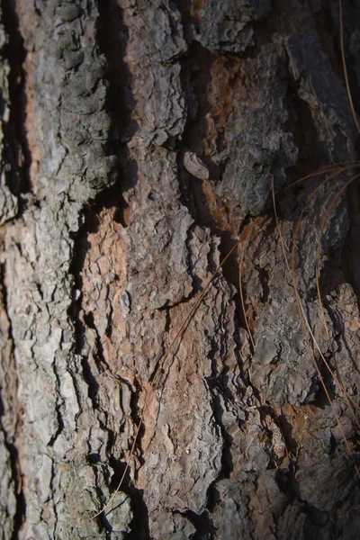 Çam ağacının kabuğu, yakın görüş