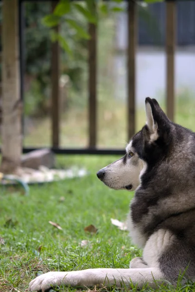 Köpek cinsi köpek, Sibirya köpeği, siyah ve beyaz köpek.