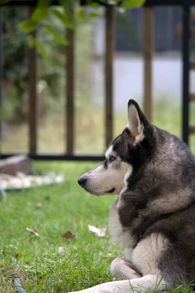 Yeşil arka planda Sibirya Husky köpeği.