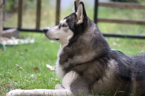 Sibirya Husky köpek bahçede