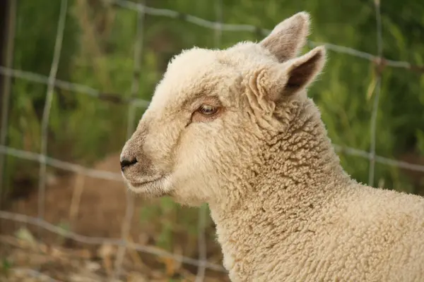 beyaz koyun portresi