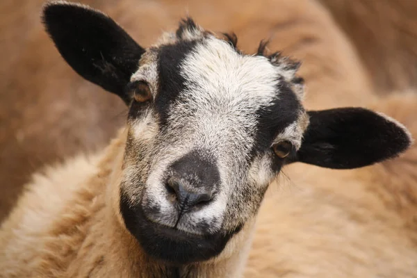 Bir Koyun Portresi - Üretilmiş Kamerun
