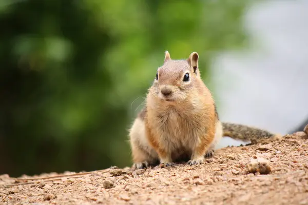 Dikkatli Sincap Etrafa Bakınıyor