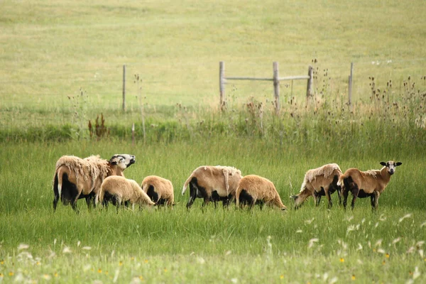 Bir tarlada otlayan koyun sürüsü