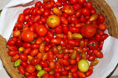 Kırmızı Domateslerin Harvesdt 'i