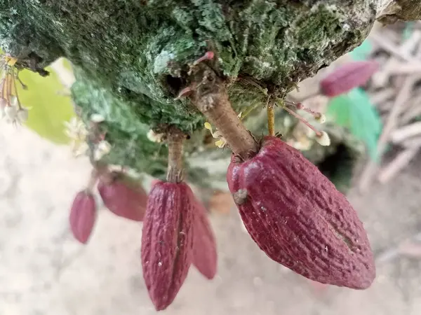Photo Cacao fruit on tree, close up of cacao pods