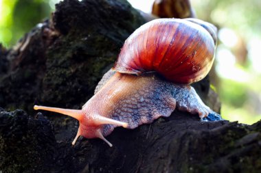 Ormanda bir salyangoz