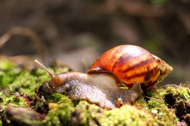 Bulanık Arkaplanda Sürünen Bir Salyangozun Kapanışı
