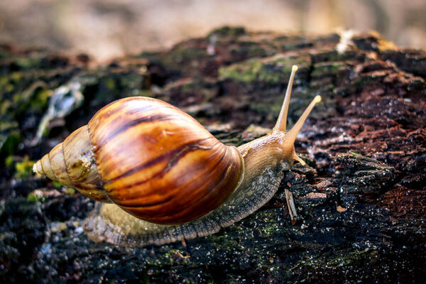 Snail Crawling On Wood Against A Blurred Natural Background