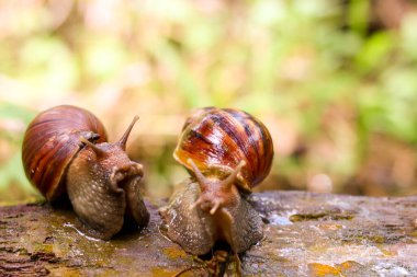 Yosunlu Ormanda Bulanık Arkaplanlı Bir çift Salyangoz