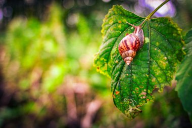 Yeşil Yaprakta Sürünen Bir Salyangoz