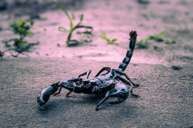 İmparator Akrep Yard 'da.