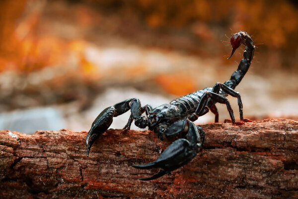 Emperor Scorpion Crawling On Wood