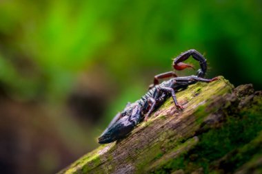 İmparator Akrep Ormanda 'ya Yaklaş. Sekiz bacaklı ve zehirli kuyruklu bir hayvan türü..