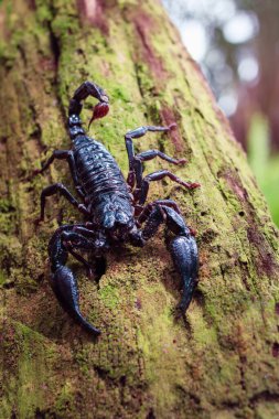 İmparator Akrep Ormanda 'ya Yaklaş. Sekiz bacaklı ve zehirli kuyruklu bir hayvan türü..
