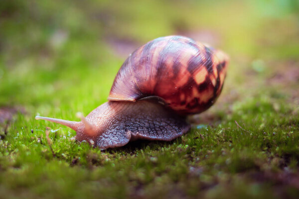 Close Up of Snail Crawling on Grass