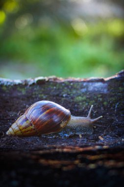 Güzel bir salyangoz, bulanık bir arka plana karşı ormanda sürünüyor.