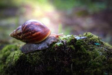 Bulanık bir geçmişe karşı yerde sürünen bir salyangoz.