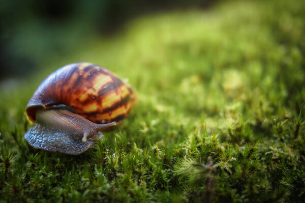 Close-up view of Achatina Fulica snail crawling on moss in nature with bokeh background