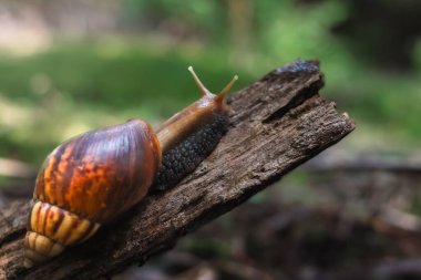 Ormandaki çürük odunlarda sürünen büyük bir salyangozun yakın çekimi.