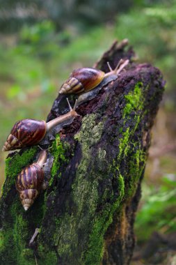 Çürük bir ağaç gövdesinde sürünen birkaç büyük salyangozu, bulanık bir arka plana karşı kapatın.