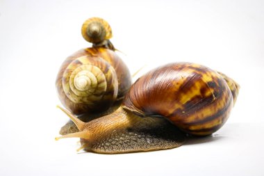 Beyaz zemin üzerinde büyük salyangoz (Achatina Fulica) kapalı
