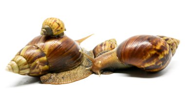 Beyaz zemin üzerinde büyük salyangoz (Achatina Fulica) kapalı