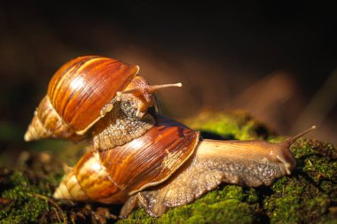 Arka bahçede bulanık bir arka planda sürünen büyük salyangoz (Achatina Fulica)