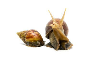 Beyaz arkaplanda izole edilmiş bir Salyangoza (Achatina Fulica) yaklaş