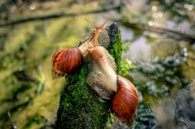 Bahçenin arka bahçesindeki yosunlu bir ağaç gövdesinde bulanık bir arka planda sürünen bir çift büyük salyangoz (Achatina Fulica).