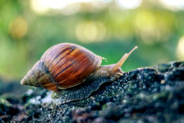 Bahçenin arka bahçesindeki çürük bir ağaç gövdesinde sürünen büyük bir salyangoz (Achatina Fulica).