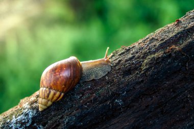 Bahçenin arka bahçesindeki çürük bir ağaç gövdesinde sürünen büyük bir salyangoz (Achatina Fulica).