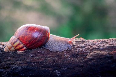 Bahçenin arka bahçesindeki çürük bir ağaç gövdesinde sürünen büyük bir salyangoz (Achatina Fulica).