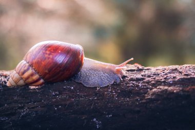Bahçenin arka bahçesindeki çürük bir ağaç gövdesinde sürünen büyük bir salyangoz (Achatina Fulica).