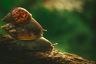 Bahçenin arka bahçesinde çürük bir ağaç gövdesinde sürünen bir çift büyük salyangoz (Achatina Fulica) yakın plan bulanık