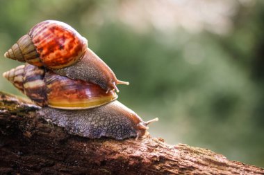 Bahçenin arka bahçesinde çürük bir ağaç gövdesinde sürünen bir çift büyük salyangoz (Achatina Fulica) yakın plan bulanık