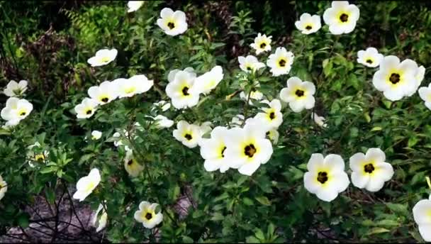 Close Flores Turnera Subulata Soprando Vento Este Tipo Flor Geralmente — Vídeo de Stock
