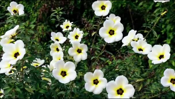 Gros Plan Turnera Subulata Fleurs Soufflant Dans Vent Type Fleur — Video