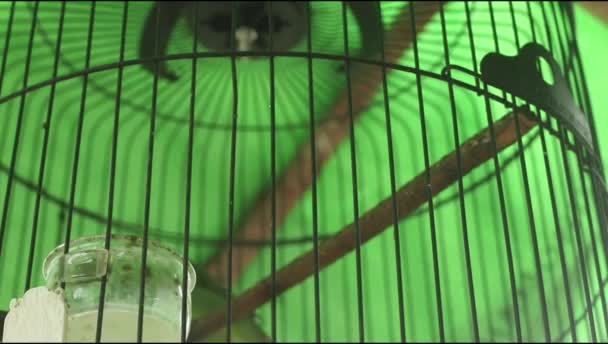 Close Pet Bird Green Cucak Chloropsis Sonnerati Perched Jumping Bird — Stock Video