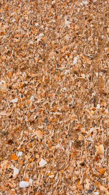 Kalan deniz kabuklarıyla karıştırılmış kumsal arkaplan dokusu