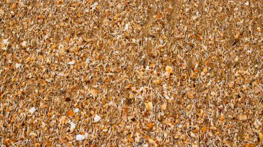 Kalan deniz kabuklarıyla karıştırılmış kumsal arkaplan dokusu