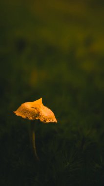 Koyu arkaplanda yosun yetişen küçük mantarları kapat.