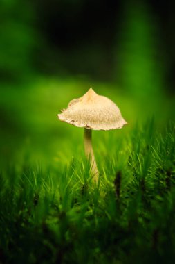 Bulanık arka planda yosunlarda büyüyen küçük mantarları kapat