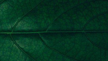 Koyu yeşil yaprak desenini kapat