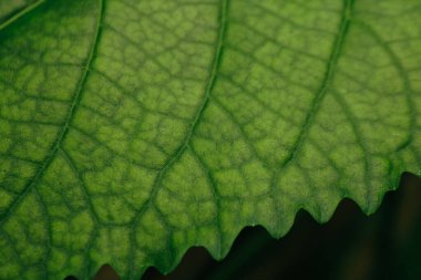 Parlak yeşil yaprak dokusu arkaplanını kapat