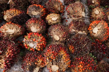 Toplanan taze meyve tomarları hasat edildikten sonra işleme fabrikasına nakledilmeye hazır..