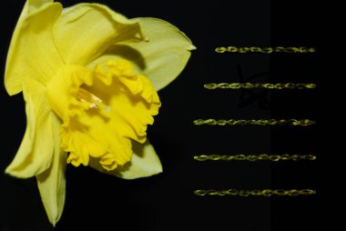 Beautiful flower and place for text. Yellow daffodil, a very fragrant flower. clipart