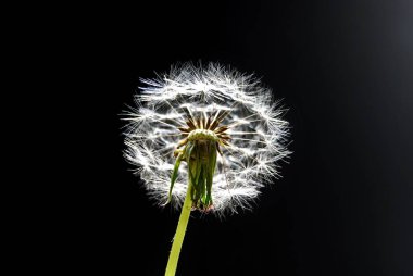Yumuşak karahindiba. Karahindiba, Asteraceae familyasından uzun ömürlü bir bitki türü..