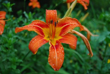 Büyük turuncu zambak ve yağmur damlaları. Bir sürü turuncu çanı olan uzun bir çiçek. Pistil ve stamens uzundur..